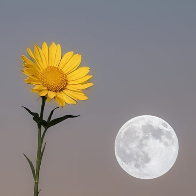 Peace Blossoms